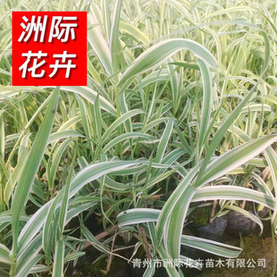 ���~�J�� �����ӵ���ع��@ˮ��ֲ�����˽� ���̾G��ˮ����~�JȔ