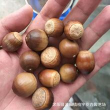 【跨境供货】橡树种子麻栎青冈栎蒙古栎柞树象子树橡籽美国红栎红