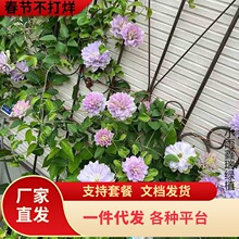 �����F��ɏ��ͥԺ������Ԯֲ�ﻨ���̨���Ժ��B�GֲͥԺ���ļ�