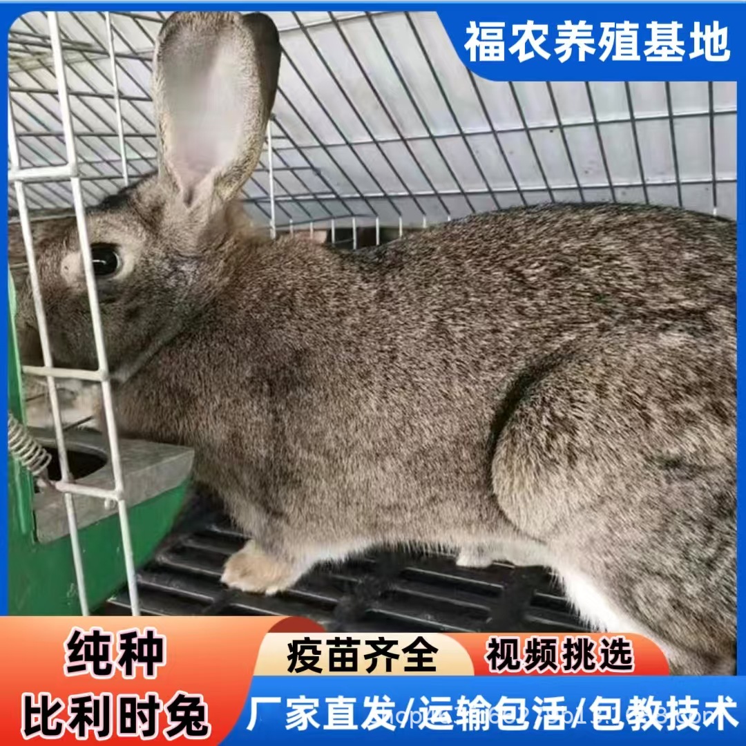 大型比利时种兔养殖基地