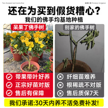 佛手树苗盆栽阳台庭院带果金华佛手柑盆景老桩植物花卉绿植好养活