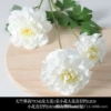 Geranium white