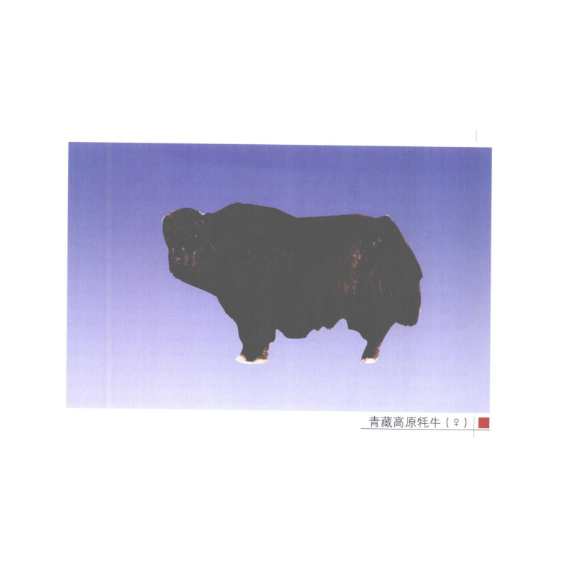 牛的品种挂图 猪、羊、驴的品种挂图 猪 牛 羊 禽的疾病图片挂图