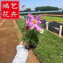 波斯菊基地双色杯波斯菊花苗大盆波斯菊花海四季开花庭院阳台易种