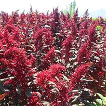 β���{�N���Ϙ����҃��̨�ļ��_������ֲ�ﻨ�ܷN��ǧ���