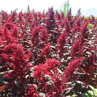 β���{�N���Ϙ����҃��̨�ļ��_������ֲ�ﻨ�ܷN��ǧ���