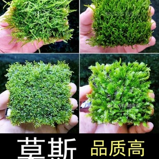 VٰlĪ˹ˮ~ײݸ쾰ִǴIĽ˹ɢbBr