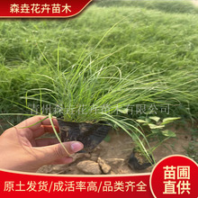 Ұţ�� �ļ����}�|���۲ݷN�ӏ��~��ü���� �G���;G�ͺ��G����