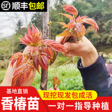 香椿苗红油香椿树苗香春树的树苗新鲜盆地栽食用香春芽树