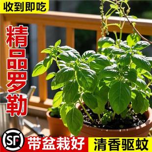 ŌԴ~_Եֲ̨҃ʳݷNѱ