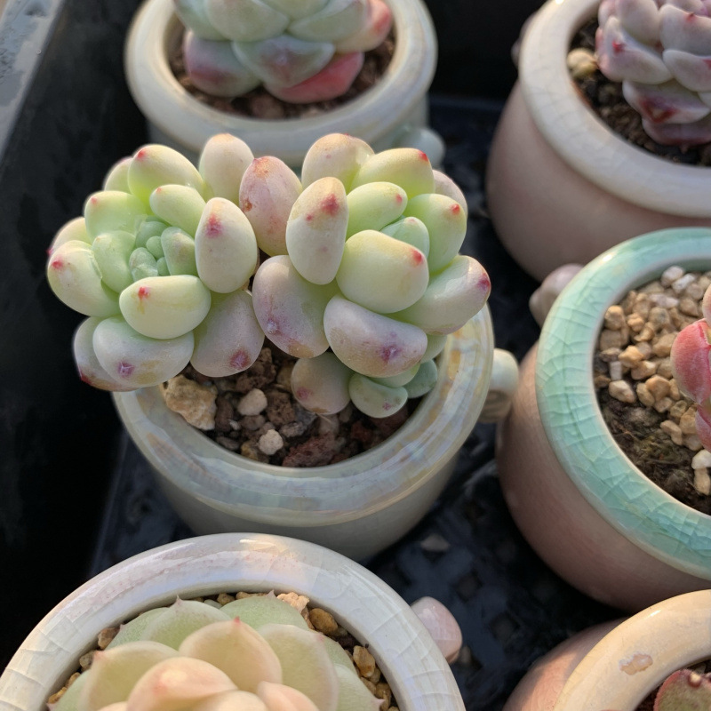 小さな多肉植物、超かわいい、貴重で希少な親指鉢、ミニ鉢植え、鉢付き多肉植物鉢植え、小さな古い支柱|undefined