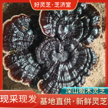 新鲜现采深山紫灵芝天然纯灵芝食用菌菇煲汤基地直发抖音带货三农