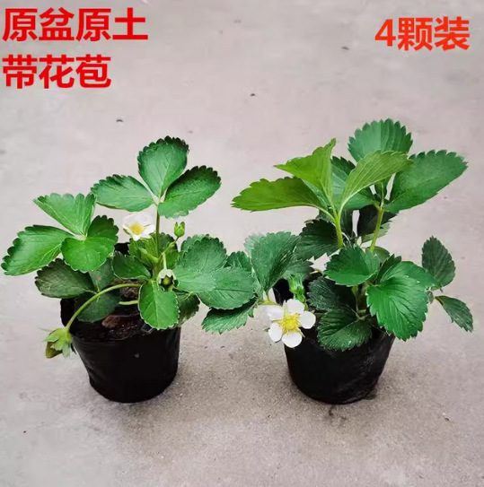 草莓   苗秧  盆栽四季结果奶油种植特大号带果可食用草梅阳台