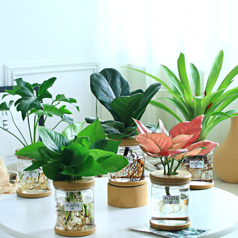 グリーンラタン水耕栽培ホルムアルデヒド除去鉢植え金のなる木ミント富竹屋内花緑植物オフィスグリーンラタン|undefined