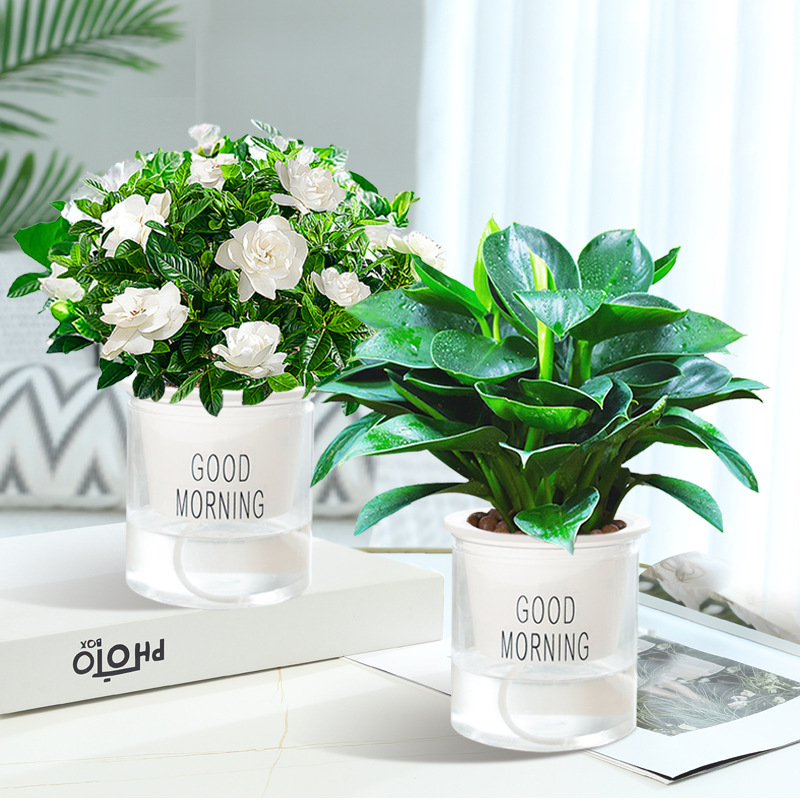 [2개 세트] 골든 다이아몬드 + 치자나무 + 굿모닝 세면대 2개 + 영양액