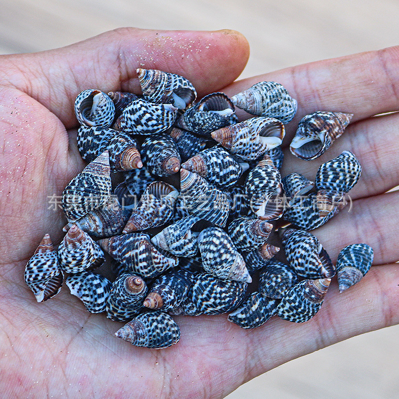 Concha Daquan natural con cera de pescado, materiales decorativos mediterráneos DIY al por mayor