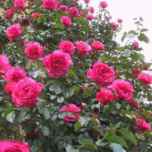 ٱ¼Nޱ¼󻨹ľ¼ٱ¼Թ@G