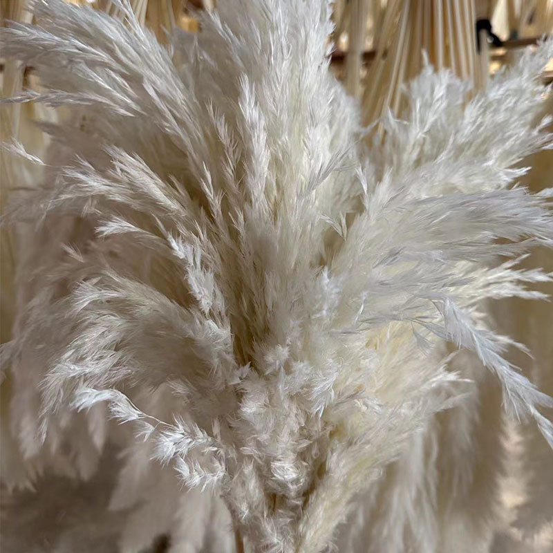 백루차이(10개들이 1다발)