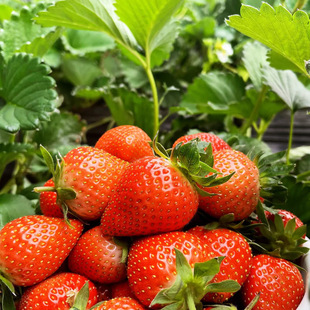 ɽ�|���Ͳ�ݮ���rˮ�����ڲ�ݮ��S���]�������Ͳ�ݮһ�����l