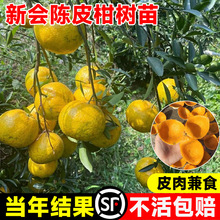 �������̘����Ƥ��С��̽۴�t��ɰ�����ָ̲�֦�̴�������