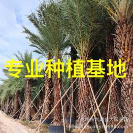 福建银海枣批发 浙江中东海枣 杆高3米中东海枣树价格