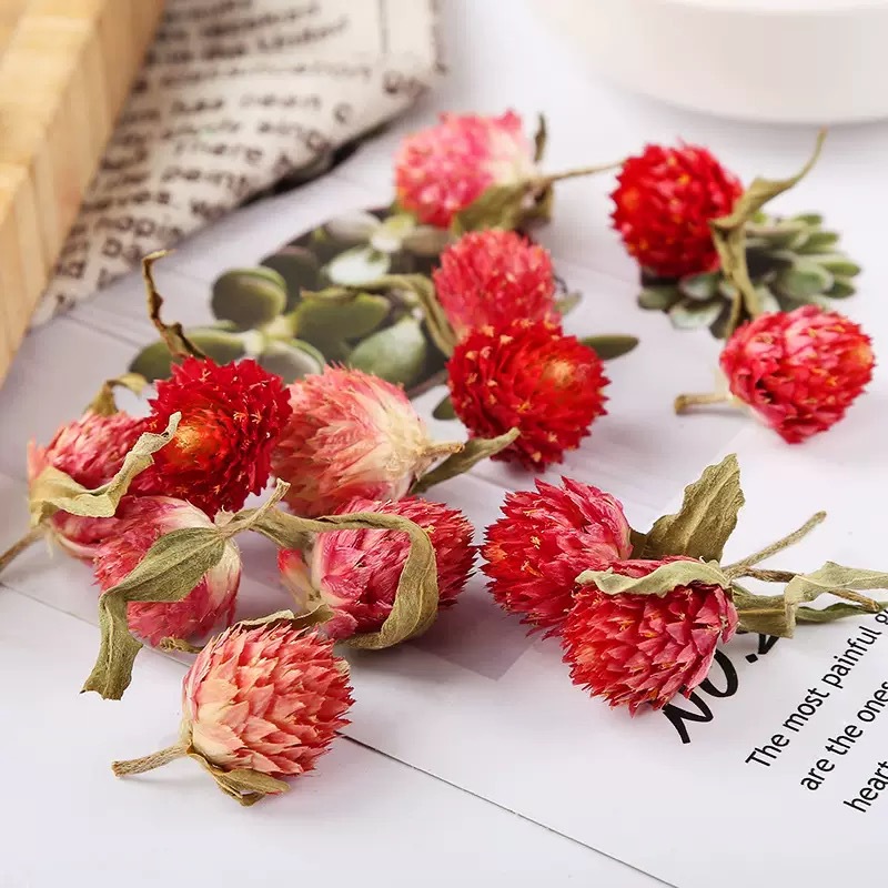 Red Peach Blossom Tea Hong Qiao Mei 500g Canned Herbal Flower Tea for Cold Brew and Daily Infusions specifications