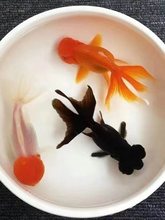 鸿运当头金鱼狮子头活体观赏鱼冷水鱼招财鱼兰寿丹顶红不加温好养