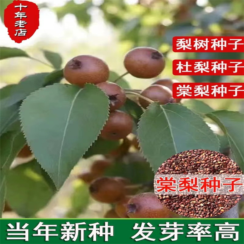梨树种子杜梨种子棠梨种子土梨海棠梨种子野梨种子砧木果树种籽子