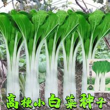 高梗白小白菜种子长梗小白菜高杆白菜籽四季小青菜汤白菜种子蔬菜