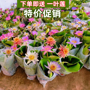 qh˯ɏ������ɏ��ˮ˯ɏ�玧�����ļ��_������ͥԺ�~��ˮ��ˮ��ֲ