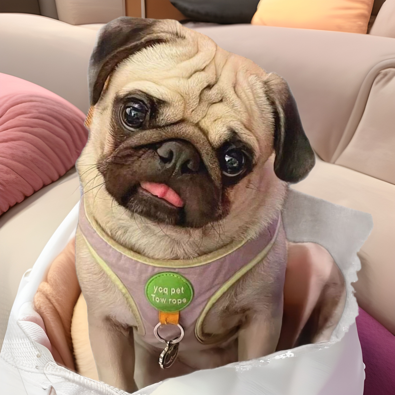 纯种小型活体宠物狗狗巴哥犬短毛迷你八哥幼犬黑脸巴哥幼犬憨厚型