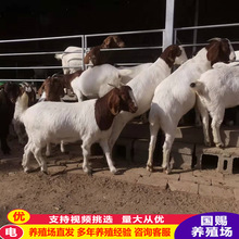 ɽ�|����ɽ������ĸ�����ĸ���Bֳ����3-6��������r��