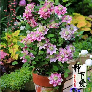 �F��ɏ��������ֲ�������ذ�ħ����Ȫ�ҿ�ͥԺ�̨�ٱ���Ԯ����