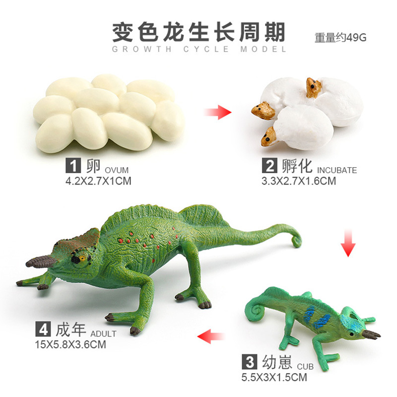 Modelo animal de simulación al por mayor de pollo pato ganso mariposa tortuga Rana ciclo de crecimiento Montessori material didáctico adornos hechos a mano