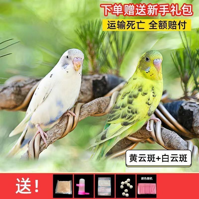 大头鹦鹉虎皮金彩可教说话可繁殖宠物鸟送运输笼鸟粮大礼包包邮厂|undefined