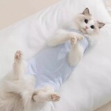 Дышащая одежда для стерилизации кошек, хирургическая одежда для кошек, одежда для отлучения от груди и кормления грудью, послеоперационная одежда для четырехногих домашних животных с защитой от лизания собак