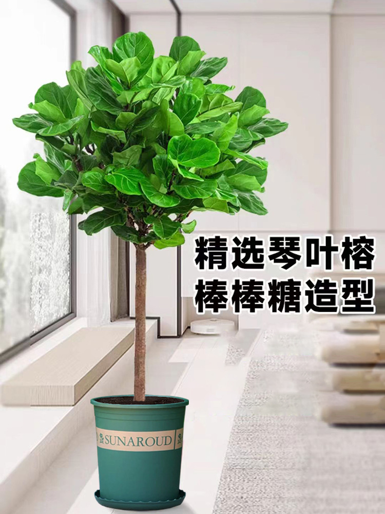 Qinye Banyan planta verde sala de estar gran planta en maceta árbol de goma planta de hoja grande oficina absorbe formaldehído, fácil de cultivar flores