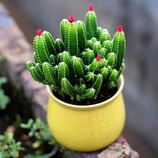 Cactus Succulent Plant Wanzhongshan Fortune-Attracting Potted Green Plant Indoor Office Desktop Easy-To-Grow Small Potted Plant