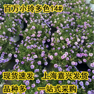 ���fС�����Զ�ɫϵ���@�������Ծ�Ʒ�ݻ��󻨰���ţ�����L�_����