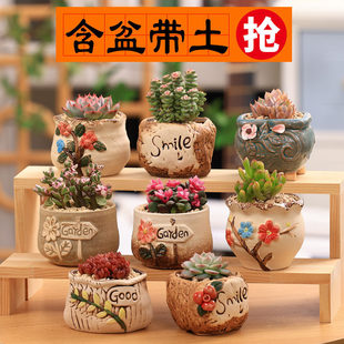 ����ֲ�ﺬ�����M�������҃�С�����մɻ����Ϙ���¶�ҵ�����ֲ��