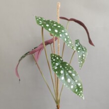 仿真花叶材绿植8头秋海棠叶扎束 北欧家居样板间酒店装饰植物假花