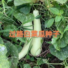 �^·�ײ˹ϷN���S�a����L�Ȱ׹ϲ˹ϷN���r�Ҵ����ﲥ�߲˷N