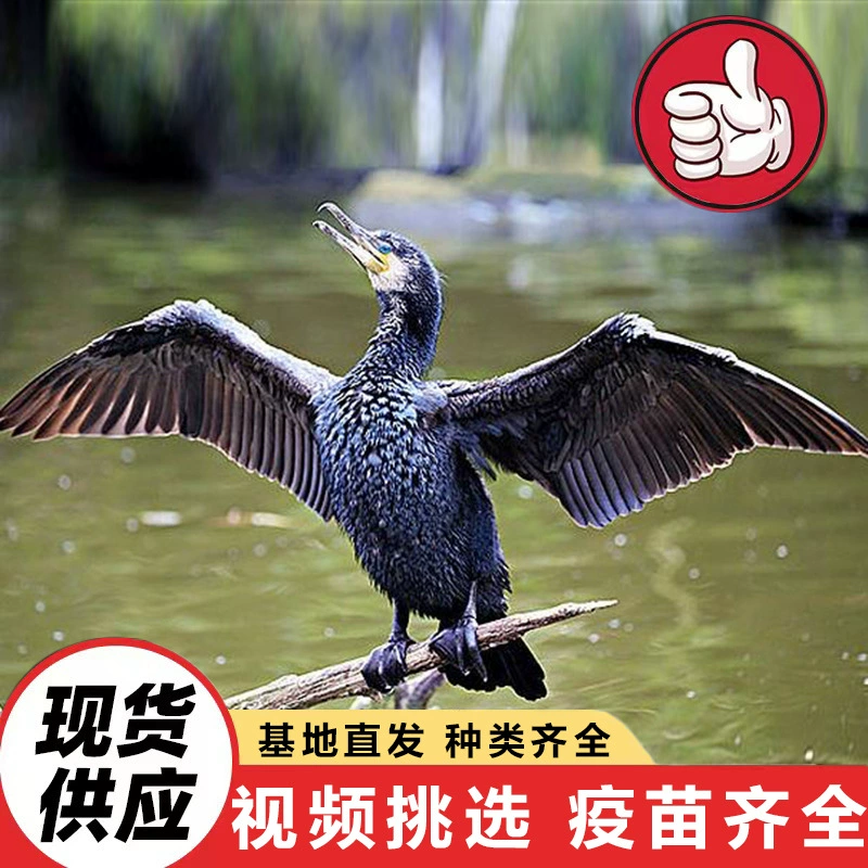 Шаньдунский питомник для разведения осьминогов, живые осьминоги, пойманные в живописном месте, продаются, цыплята осьминогов, обученные ловле рыбы