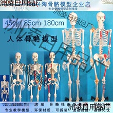 人体骨骼模型45 85  170cm医学美术瑜伽小白骷髅教学全身脊椎骨架