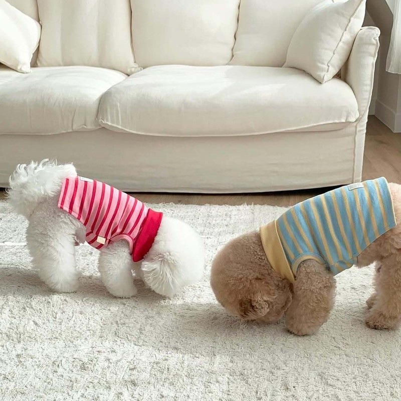 秋の薄いストライプベストシュナウザーテディビション小型犬犬服猫デボン猫服|undefined