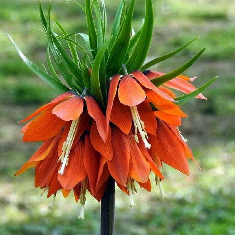 Семена рябчика импортные Чуан Бел Холодостойкие цветущие растения горшечные многолетние зимние цветы четыре сезона