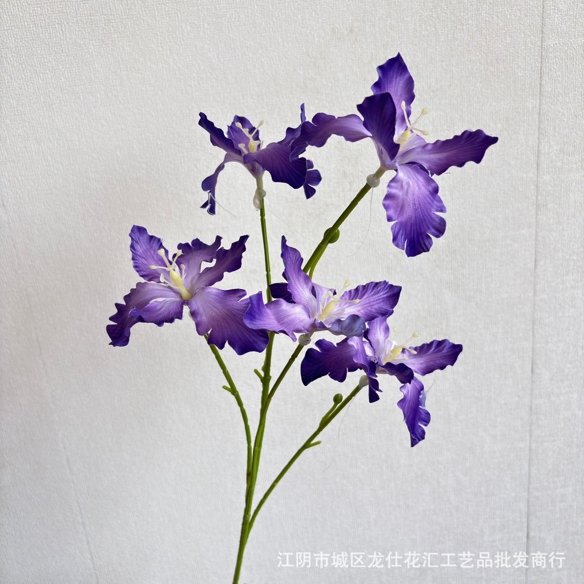 아이샤 로즈
