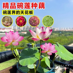 ��ɏ�Nźˮ��Gֲ���҃��ļ��_����˯ɏ��ˮ�BС�ͷN���Ӻɻ�����