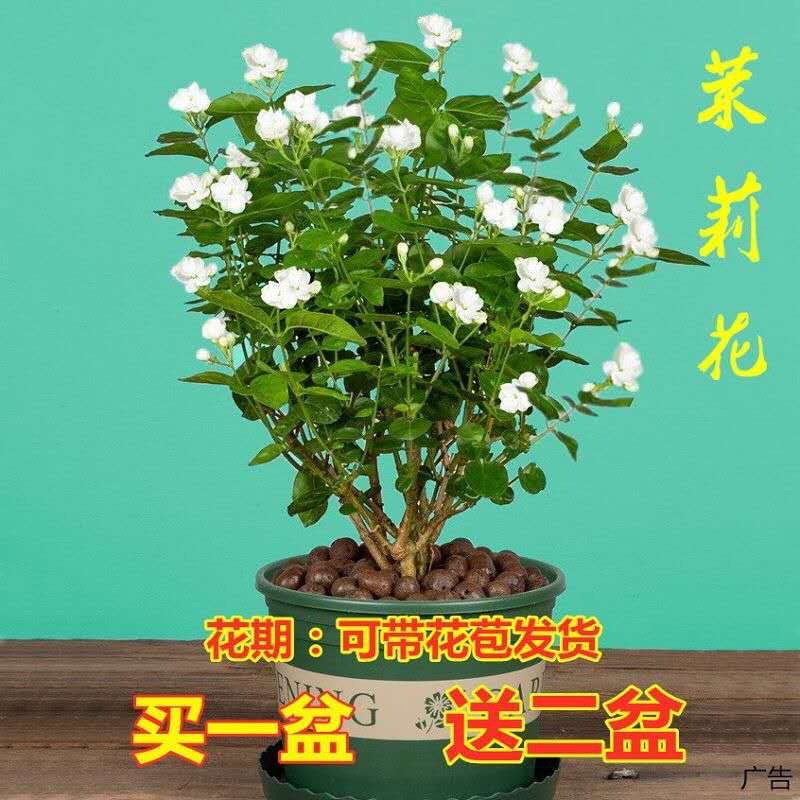 茉莉 茉莉价格 最新茉莉批发报价 种苗花卉网