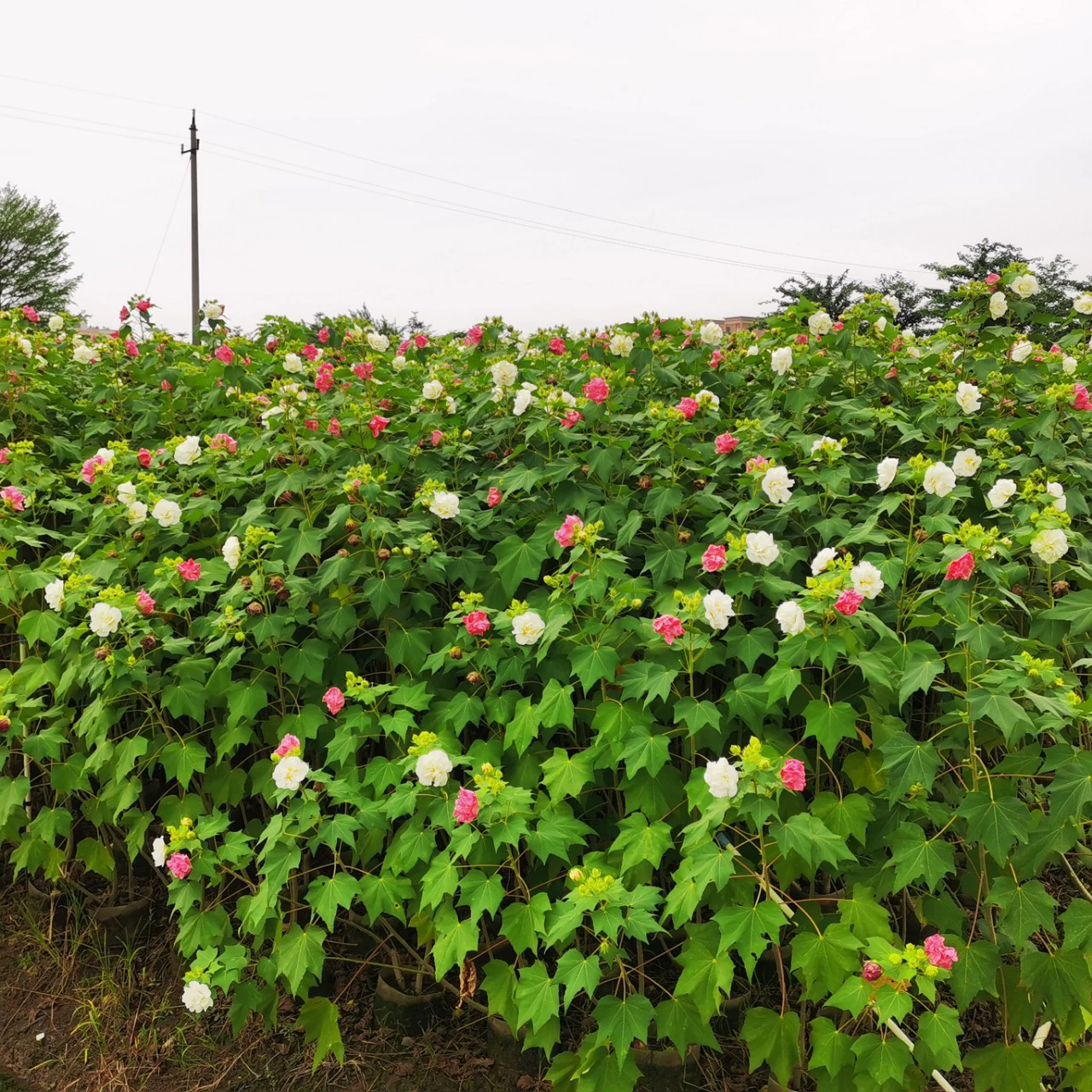 2311 питомник очищает древесину с двойным лепестком гибискуса цветок 1 метр мешок саженец лиственный кустарник парк озеленение